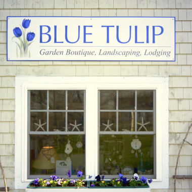 Retail Business Promotional: Blue Tulip